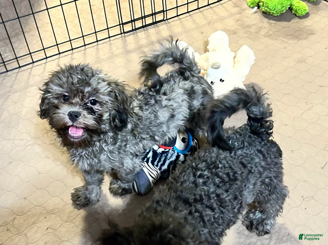 Shihpoo dogs for sale: Shihpoo 2 - Ad 6