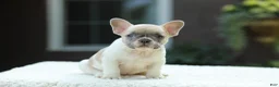 French Bulldog dogs for sale: Jade - Ad 9