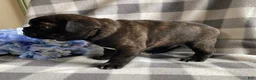 Frenchton dogs for sale: Roscoe - Ad 3