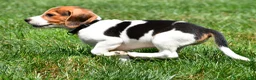 Beagle dogs for sale: Polly - Ad 3