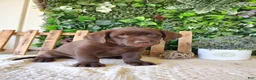 Labrador Retriever dogs for sale: Mindy - Ad 3