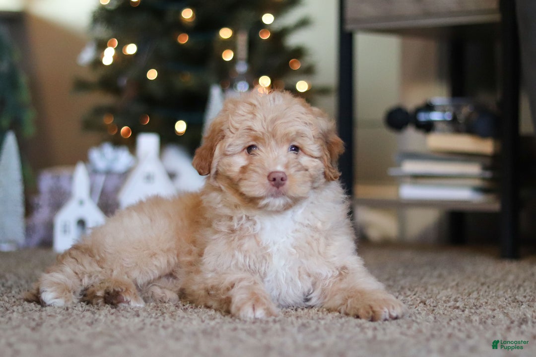 Mini Bernedoodle dogs for sale: Penny - Ad 6