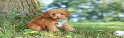 Maltipoo dogs for sale: Conner - Ad 5