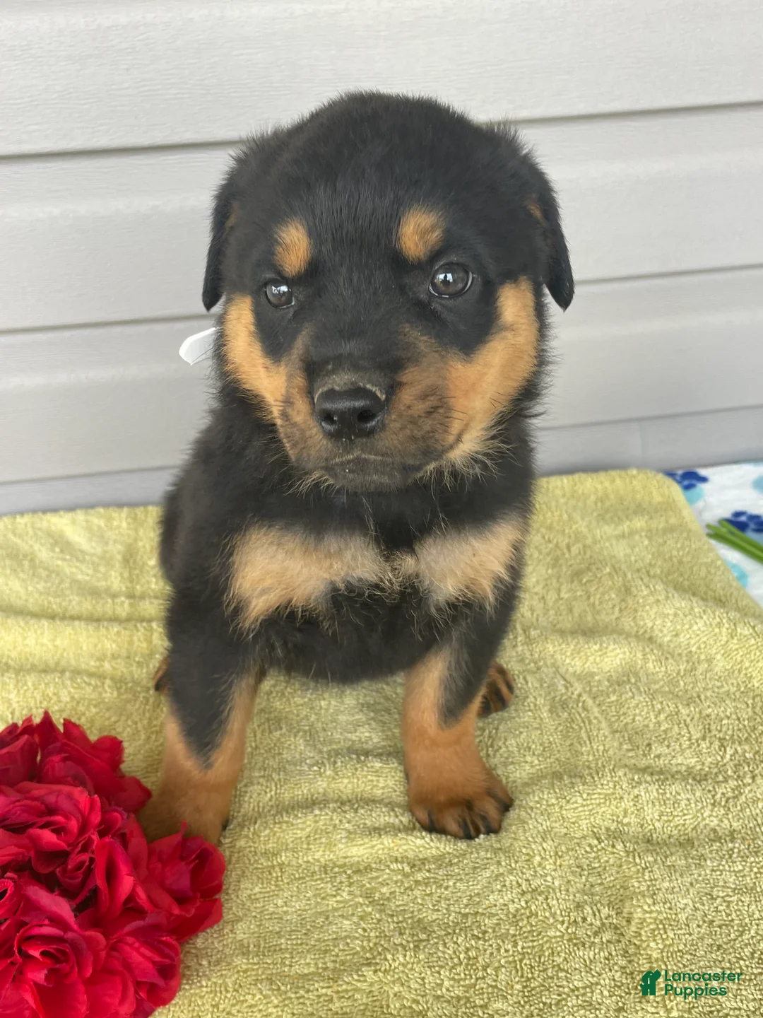 Rottweiler dogs for sale: Bailey - Ad 1