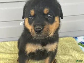 Rottweiler dogs Bailey - Ad 38