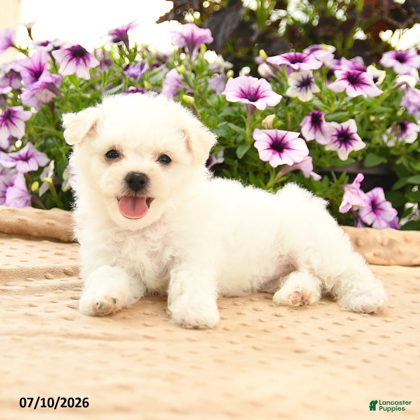 Bichon Frise dogs Bonnie - Ad 2