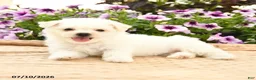 Bichon Frise dogs for sale: Bonnie - Ad 2