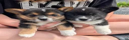 American Corgi dogs for sale: Danny Girl - Ad 4