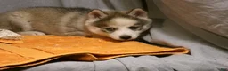 Pomsky dogs for sale: Bella - Ad 8