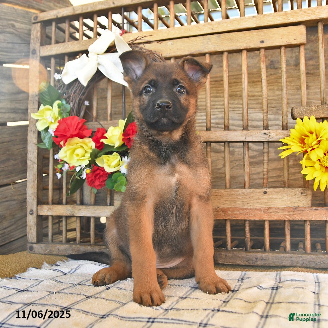 Mixed Breed dogs for sale: Oscar - Ad 6