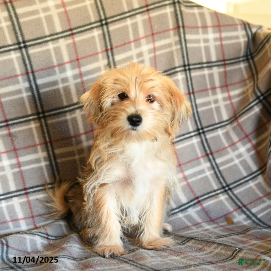 Morkie dogs Vinnie - Ad 42