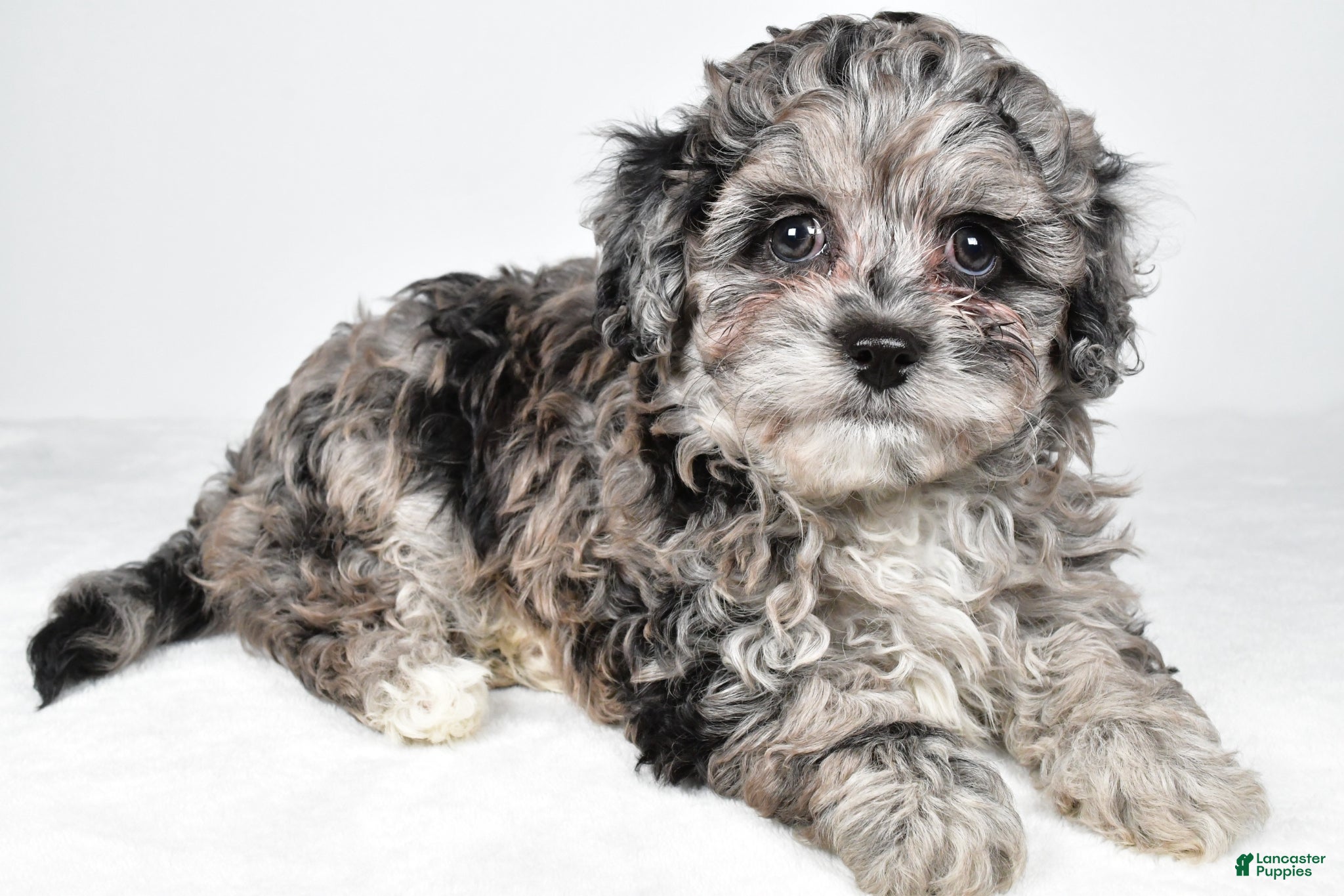 Cavapoo dogs for sale: Tyler - Ad 4