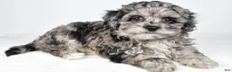 Cavapoo dogs for sale: Tyler - Ad 7