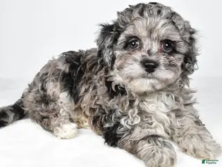 Cavapoo dogs for sale: Tyler - Ad 4