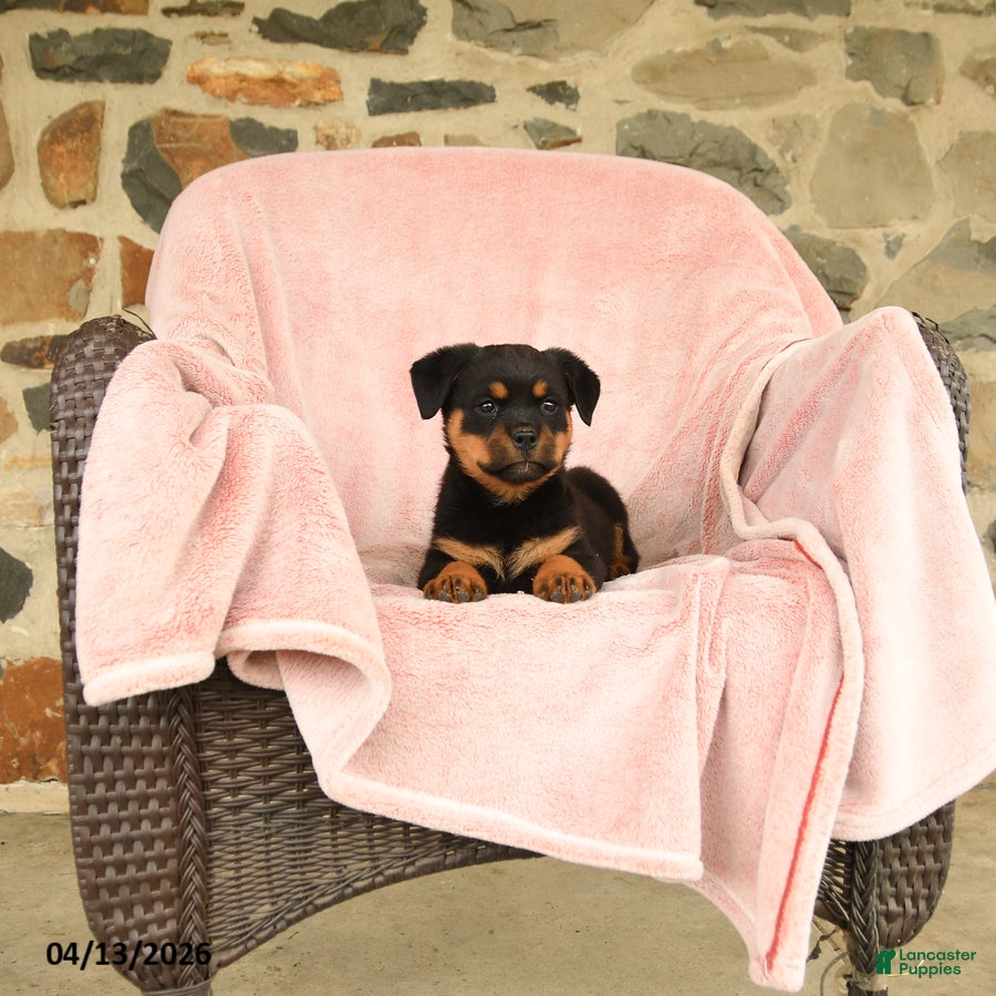 Rottweiler dogs Nickie - Ad 2