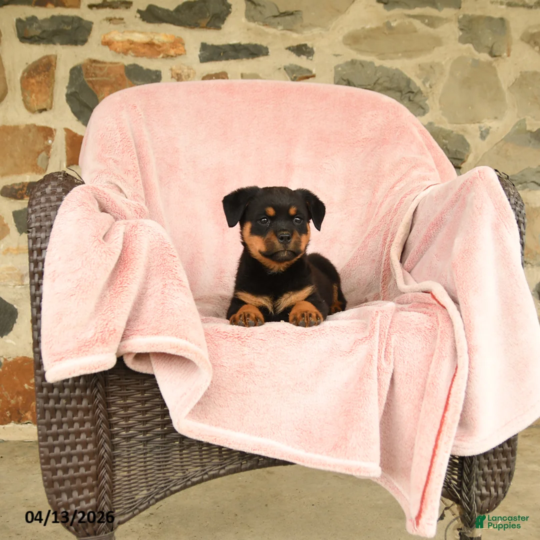 Rottweiler dogs for sale: Nickie - Ad 2