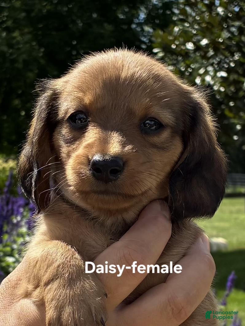 Dachshund dogs Daisy - Ad 2
