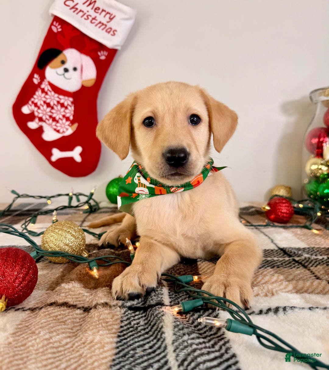 Labrador Retriever dogs for sale: Lenny - Ad 5