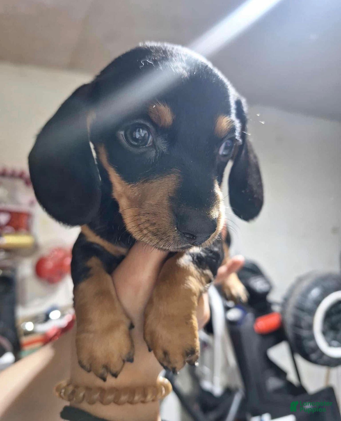 Dachshund dogs Dachshund 3 - Ad 6