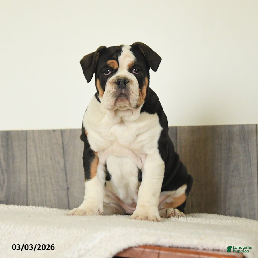 Olde English Bulldogge dogs Birdie - Ad 2
