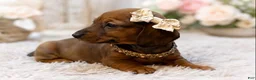 Miniature Dachshund dogs for sale: Rubarb - Ad 3