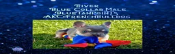 French Bulldog dogs for sale: River “Blue”Collar,Male - Ad 3