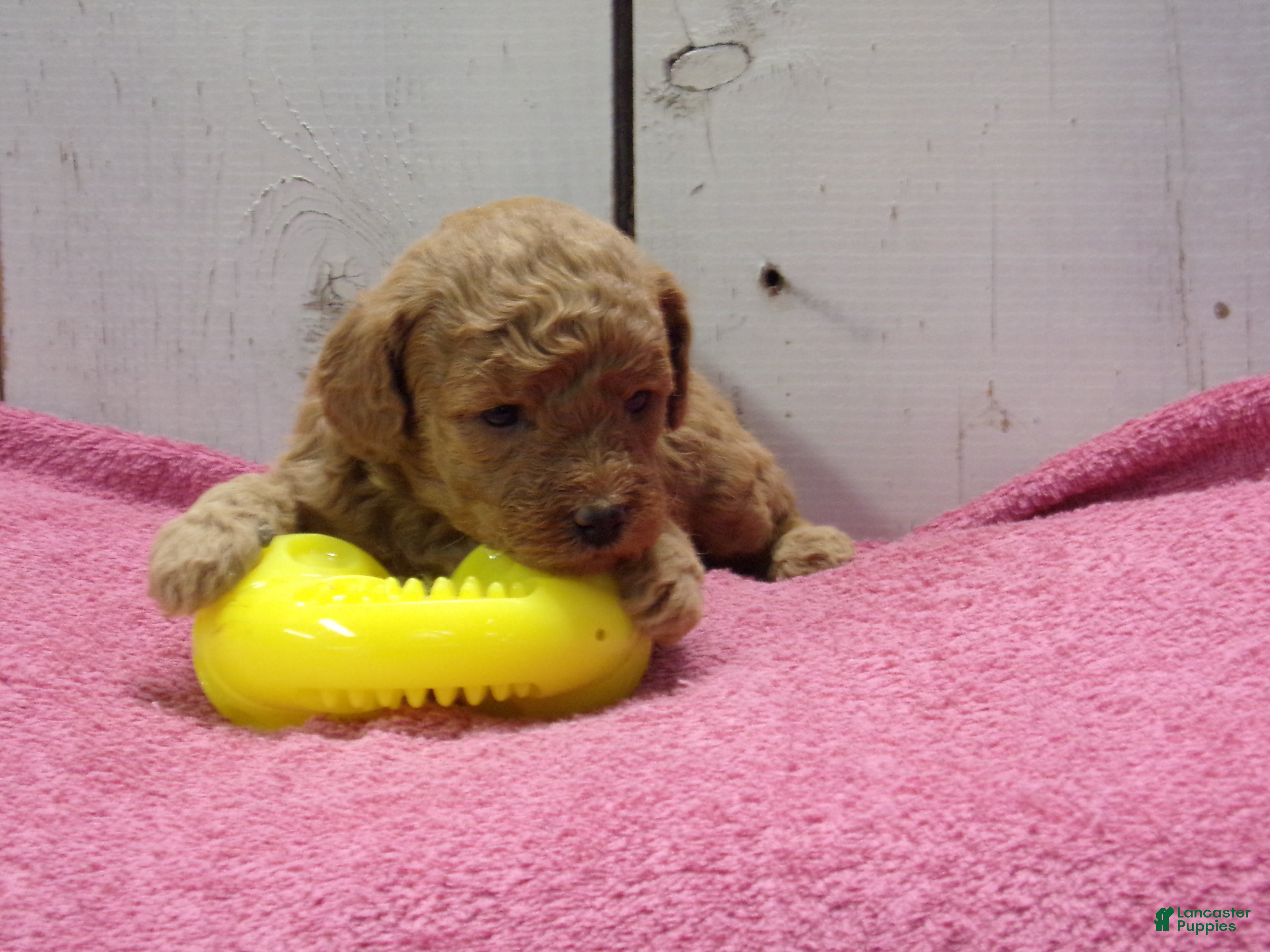 Standard Poodle dogs Emma - Ad 19
