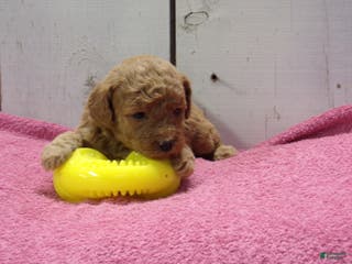 Standard Poodle dogs Emma - Ad 19