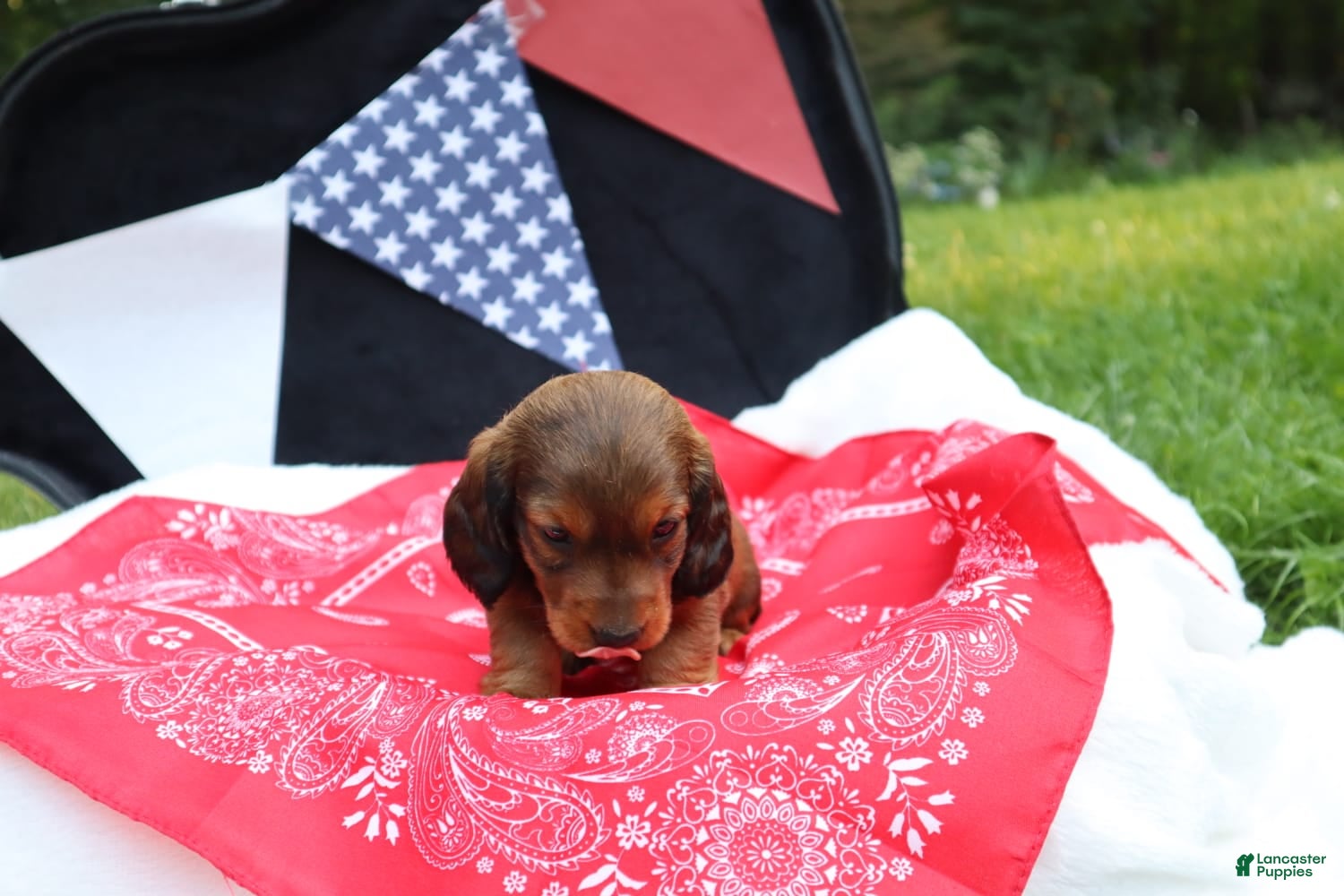 Miniature Dachshund dogs Macy - Ad 1