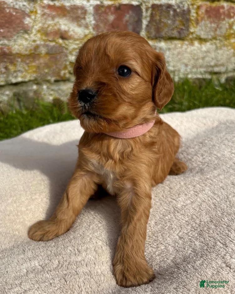 Cavapoo dogs Lexxie  - Ad 31