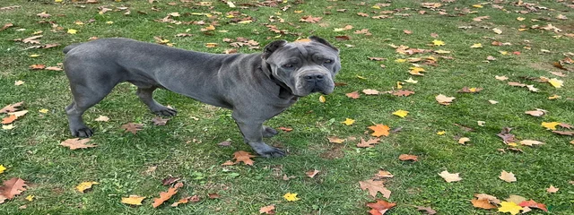 Bruno