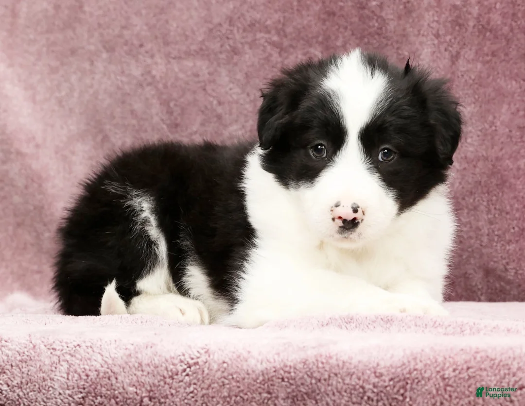 Border Collie dogs for sale: Duke - Ad 4