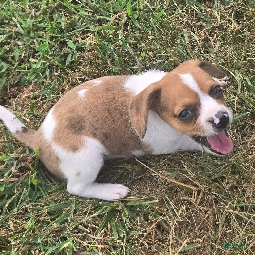 Beagle dogs for sale: CJ Queen Elizabeth Pocket Beagle  - Ad 4