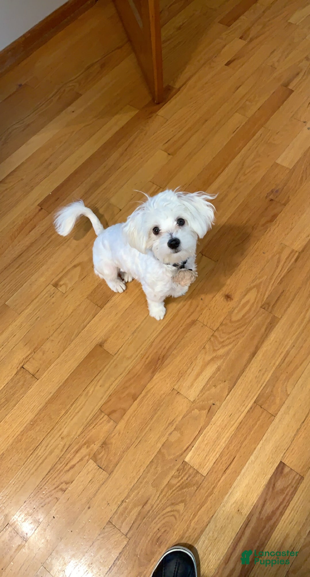 Maltese dogs for sale: Marshmellow - Ad 5