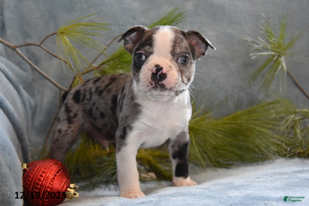 Boston Terrier dogs for sale: Jackson - Ad 2