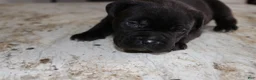 Cane Corso dogs for sale: Blue - Ad 2