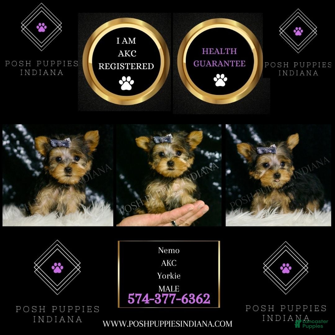 Yorkshire Terrier dogs for sale: Nemo AKC MALE - Ad 7