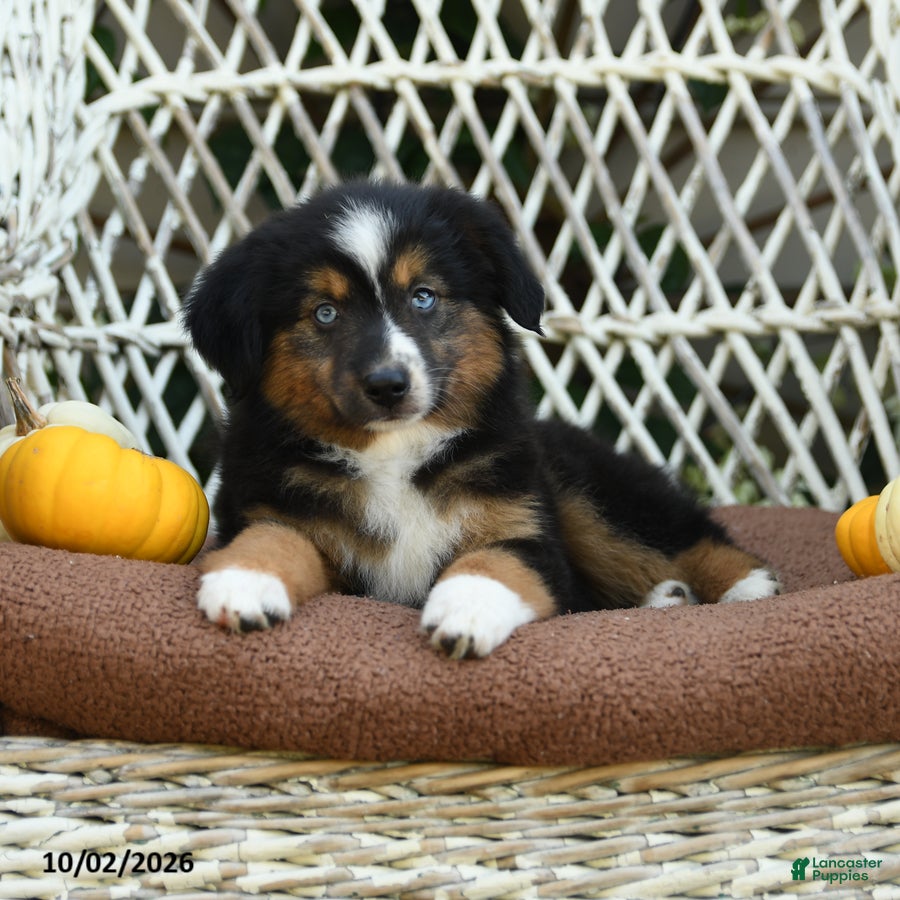 Miniature Australian Shepherd dogs Zinniea - Ad 2