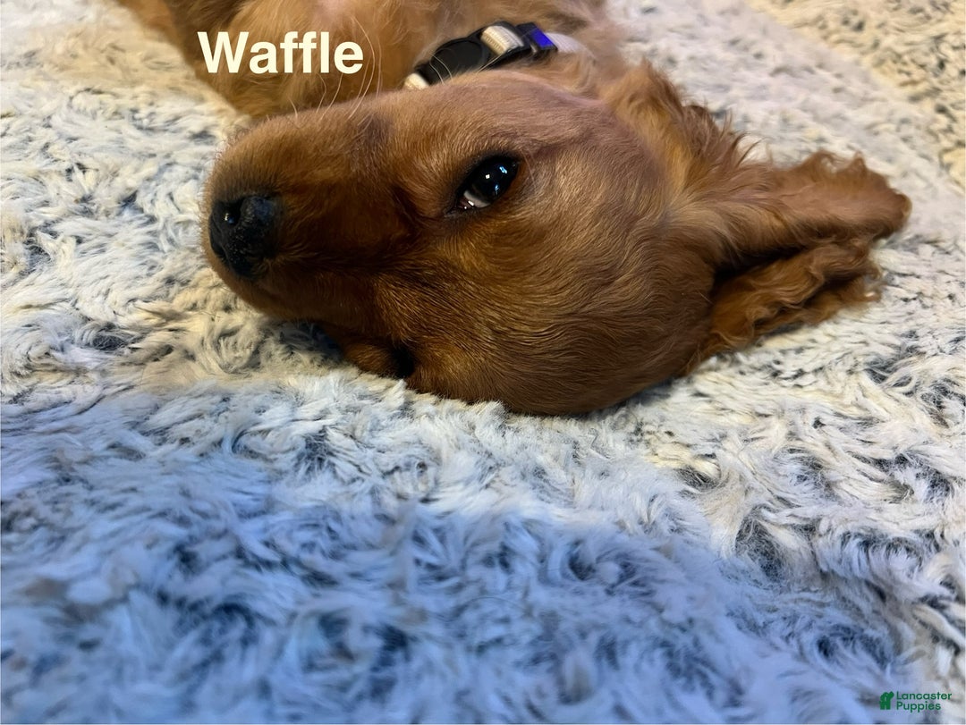 Cavapoo dogs for sale: Waffle - still available - Ad 1