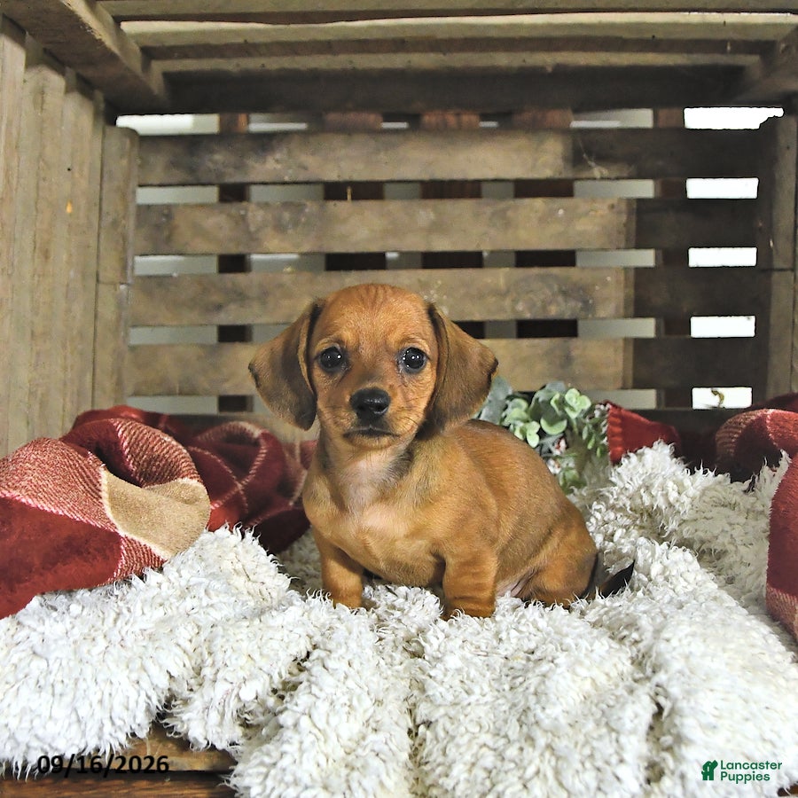 Miniature Dachshund dogs Callie - Ad 2