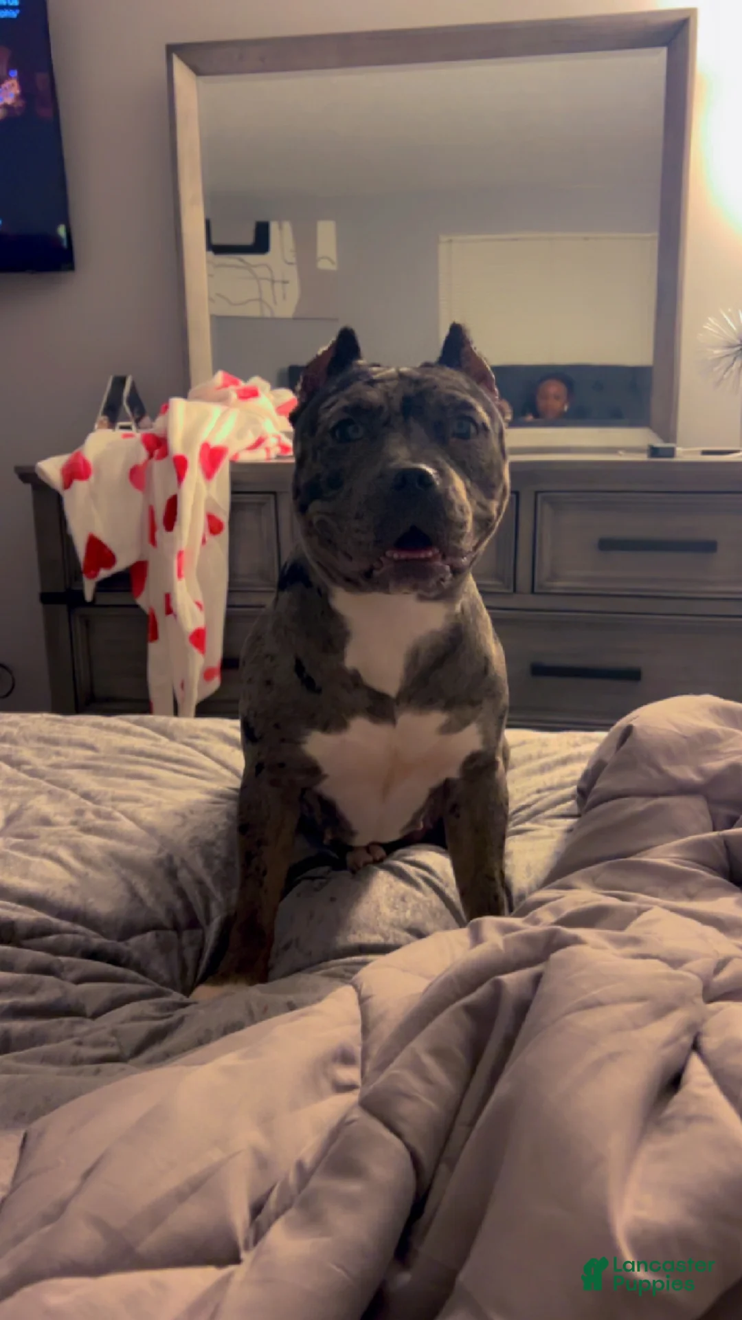 Mixed Breed dogs for sale: Mixed Breed Puppy 3 - Ad 2