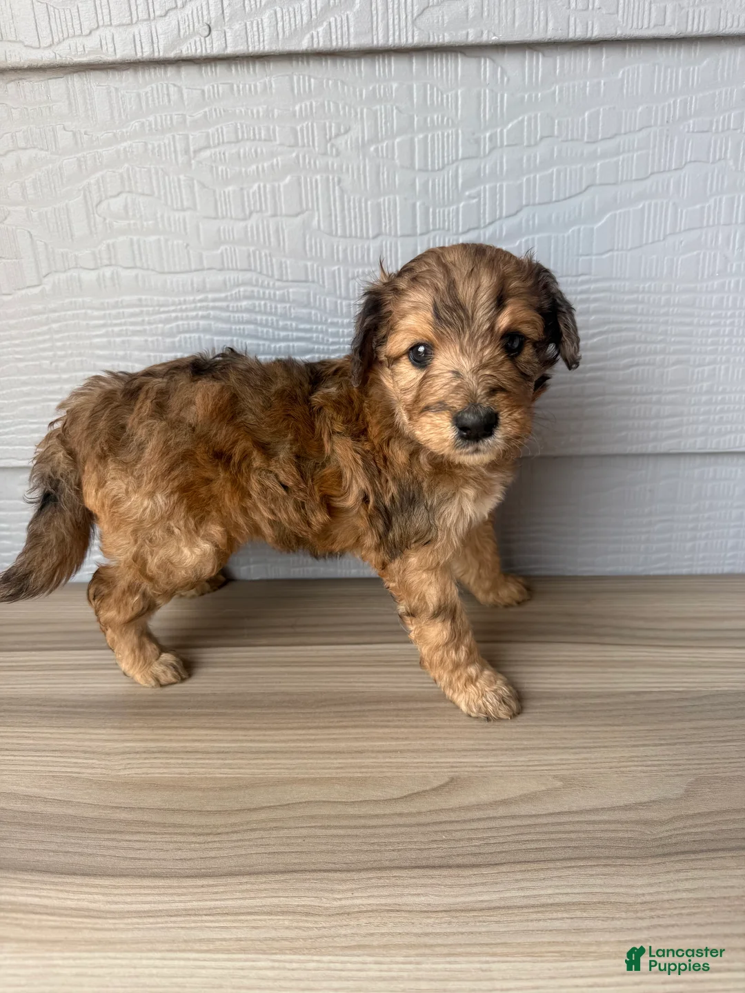 Aussiedoodle dogs for sale: Luther - Ad 1