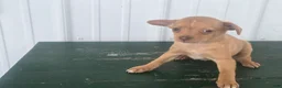 Chihuahua dogs for sale: Chihuahua Puppy 3 Mandi - Ad 5