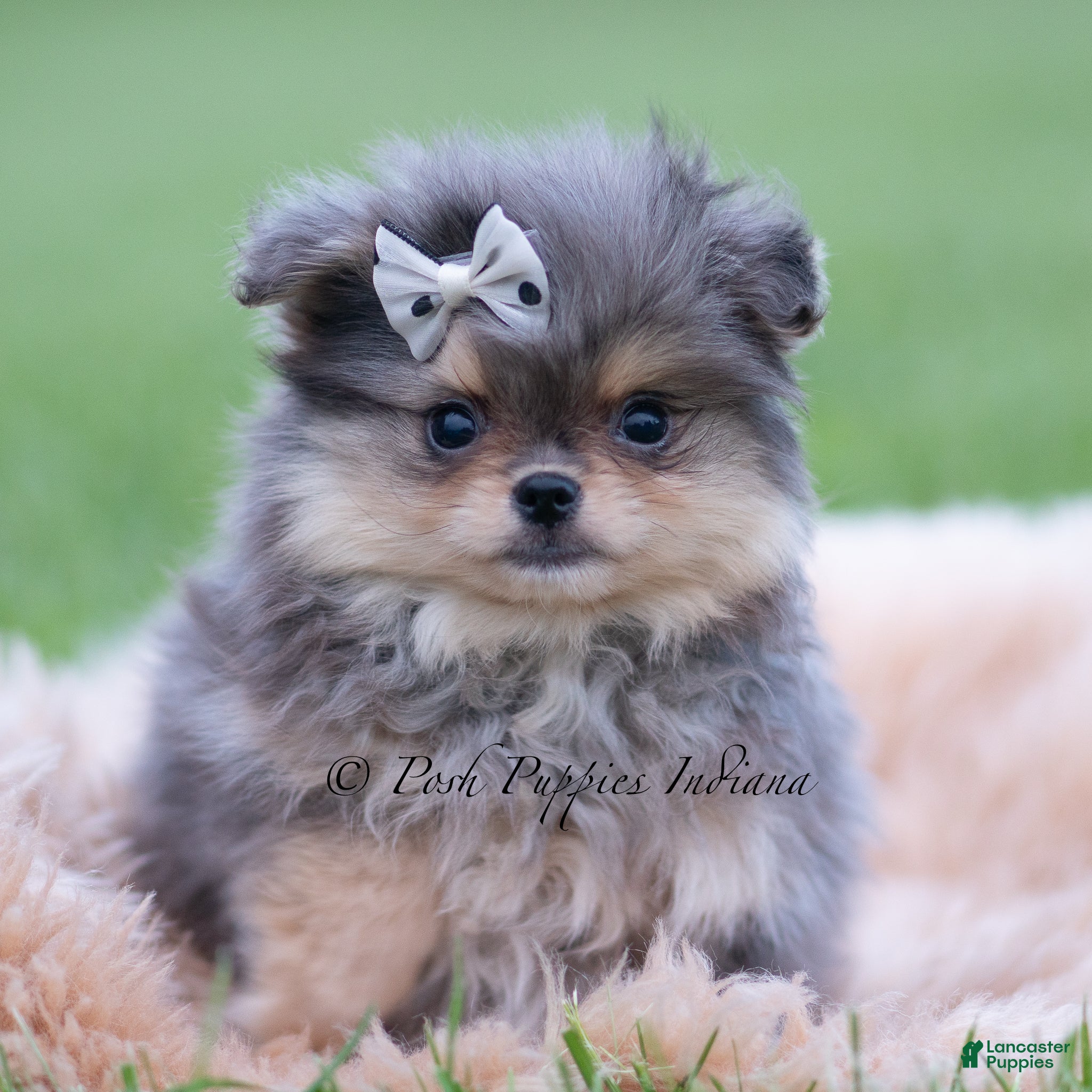 Pomeranian dogs Cobalt - Ad 24