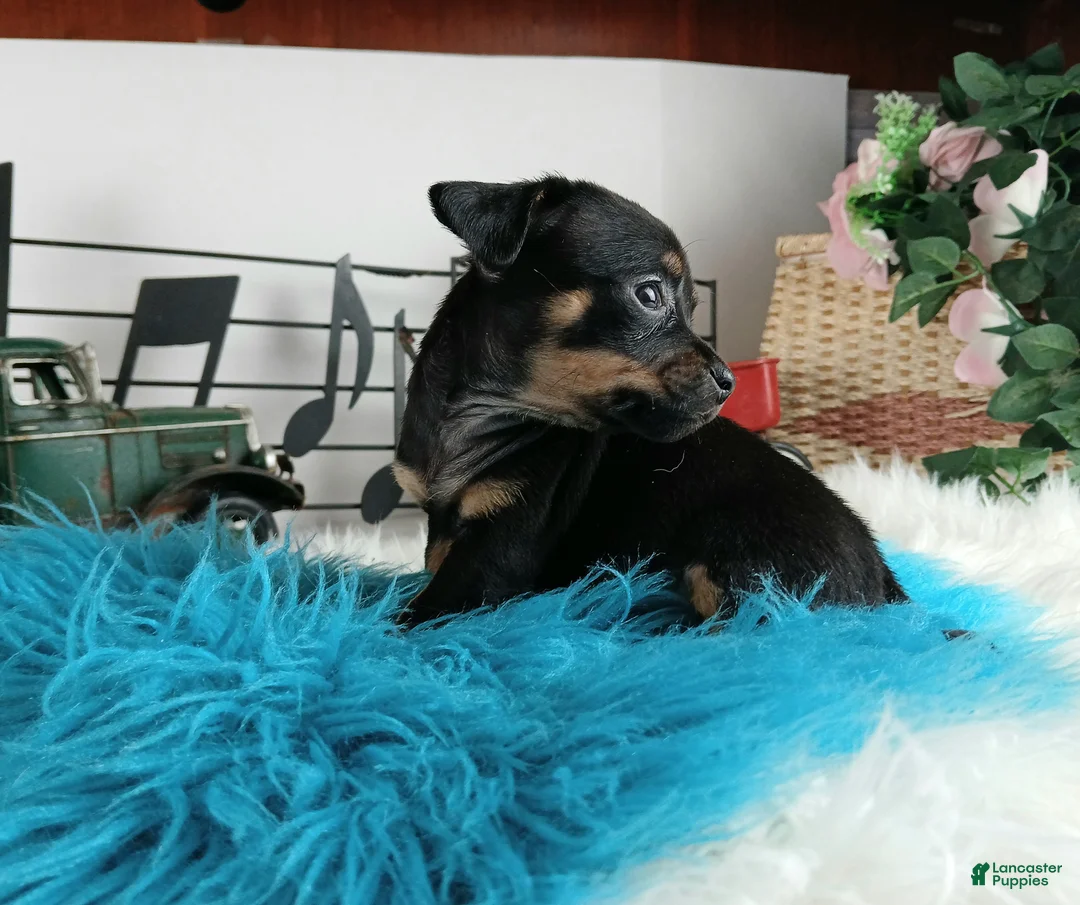 Chihuahua dogs for sale: Autumns blk tan boy Nationwide delivery  - Ad 2