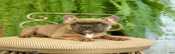 French Bulldog dogs for sale: Tammy - Ad 2