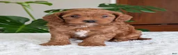 Cavapoo dogs for sale: Sara - Ad 12