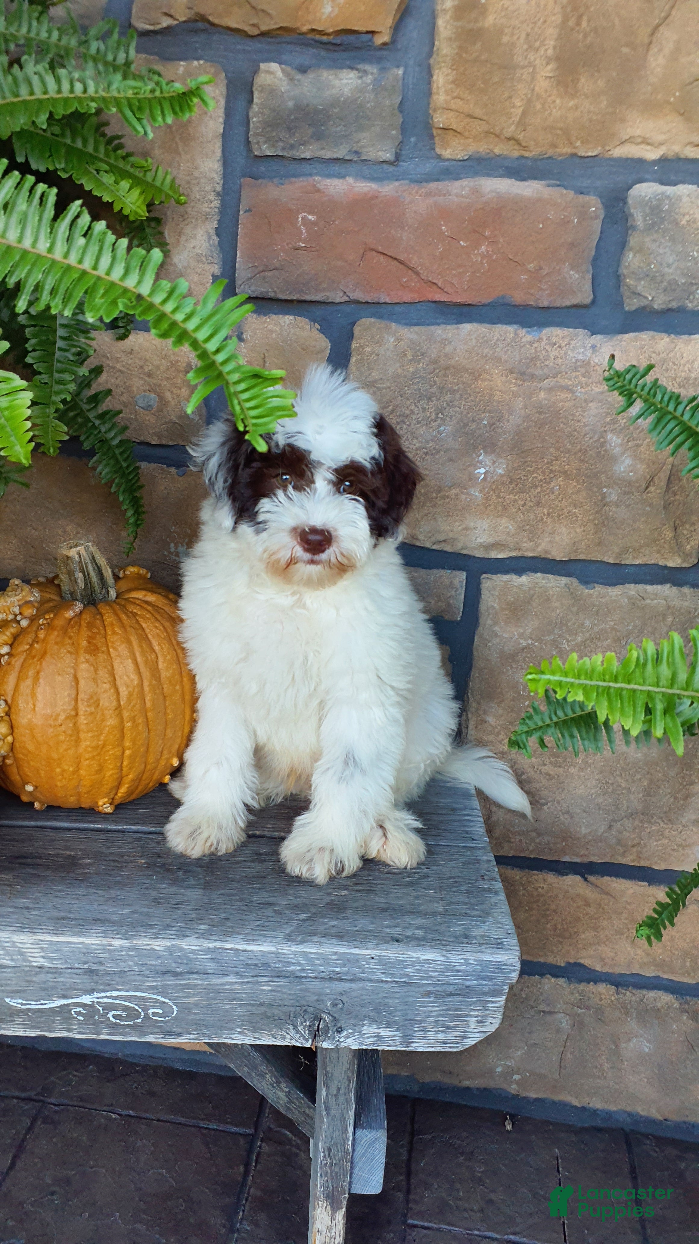 Aussiedoodle dogs for sale: Rexy - Ad 1