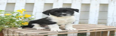 Tiny