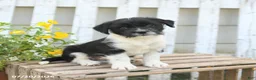 Mixed Breed dogs for sale: Tiny - Ad 1